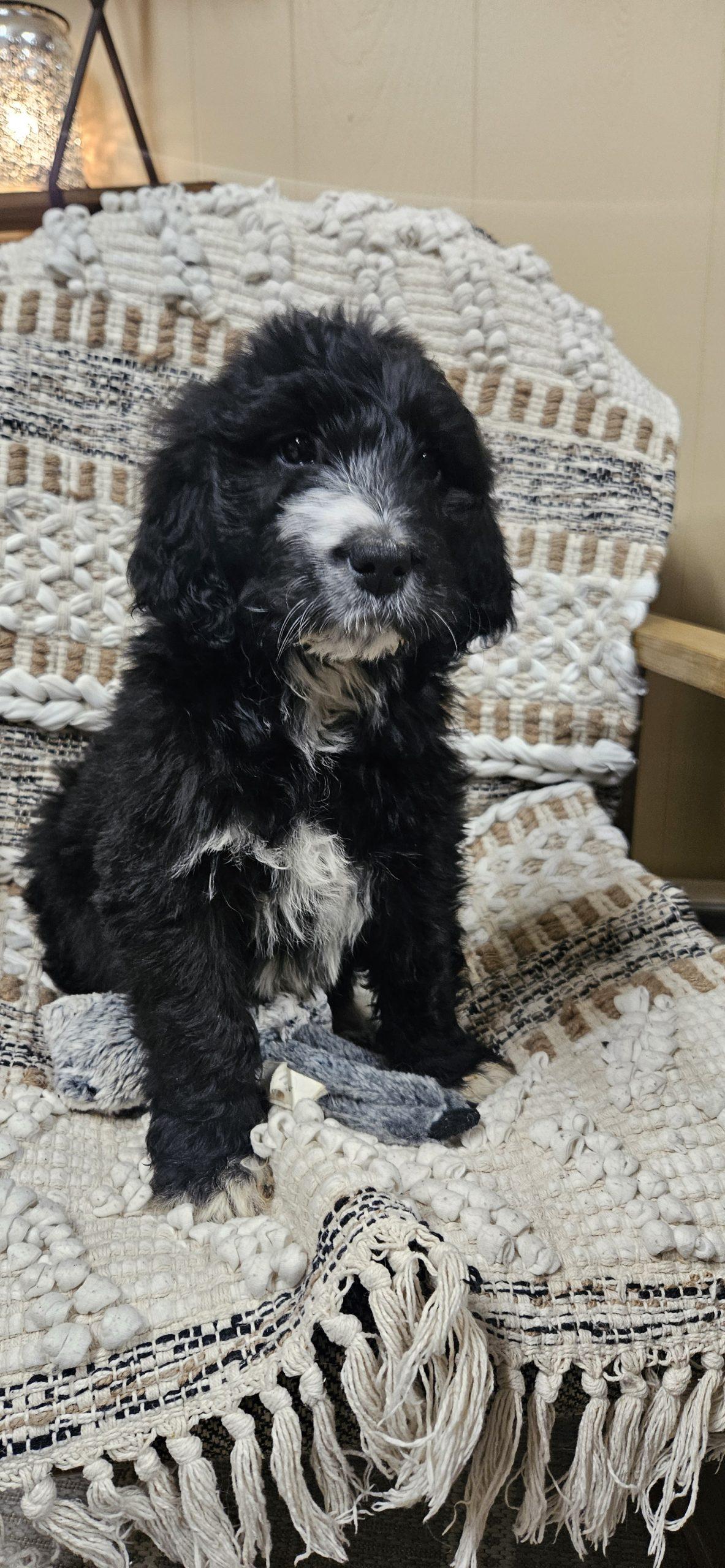 Enlarge Alice, a Adoptable mixed breed in Kirksville, MO image 5/5