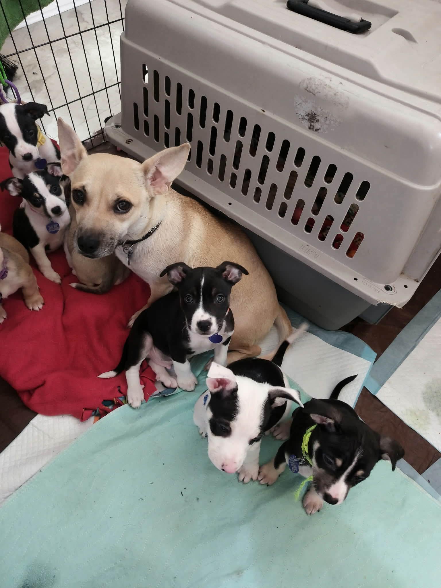 Enlarge France, a ADOPTABLE Mixed Breed in Puyallup, WA image 6/6