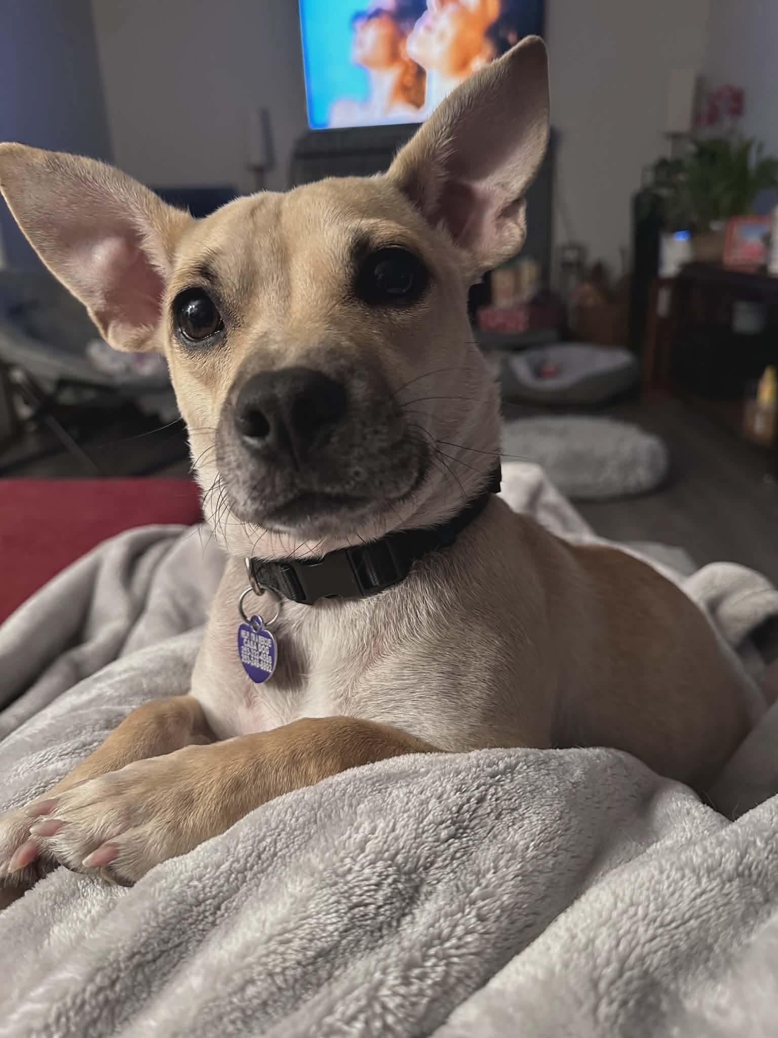 France, ADOPTABLE, Young Female Mixed Breed.