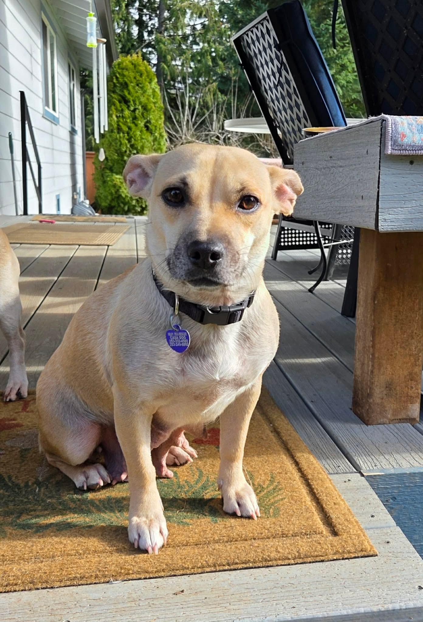 Enlarge France, a ADOPTABLE Mixed Breed in Puyallup, WA image 2/6