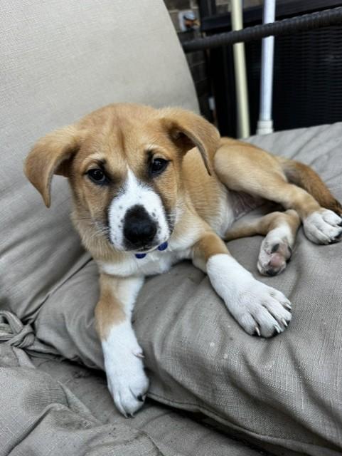 CINDERELLA, a ADOPTABLE mixed breed in fort worth, TX image 3/6