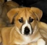 CINDERELLA, a ADOPTABLE mixed breed in fort worth, TX image 5/6