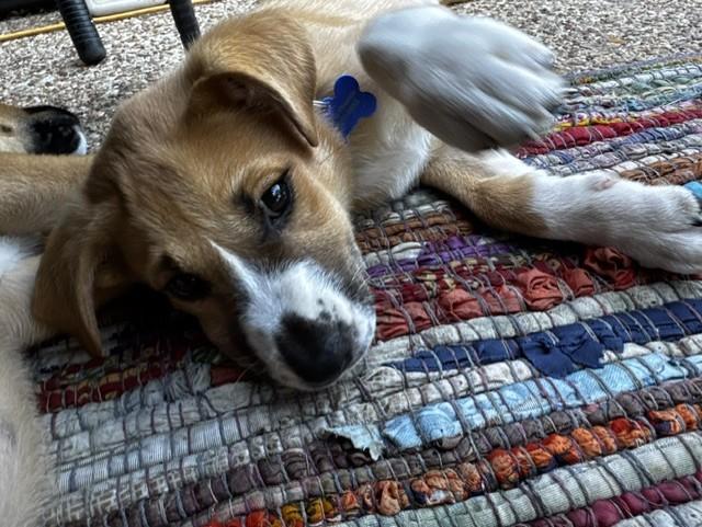 CINDERELLA, a ADOPTABLE mixed breed in fort worth, TX image 2/6