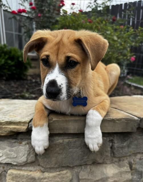 CINDERELLA, ADOPTABLE, Puppy Female Australian Shepherd & Labrador Retriever.