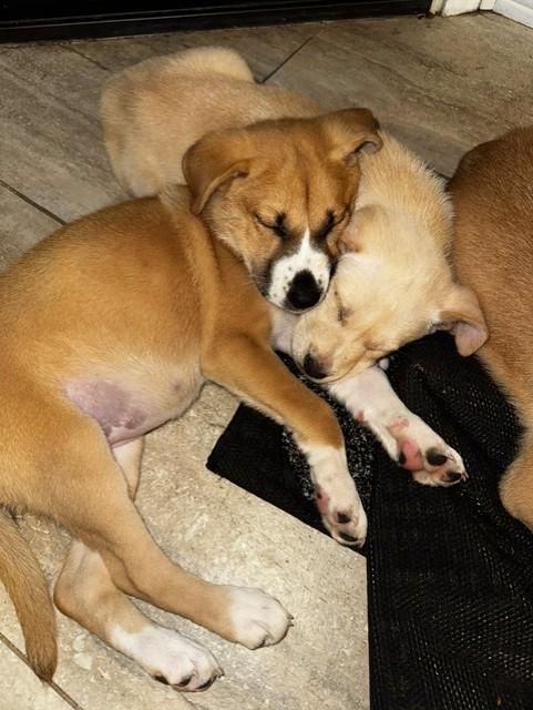 CINDERELLA, a ADOPTABLE mixed breed in fort worth, TX image 6/6
