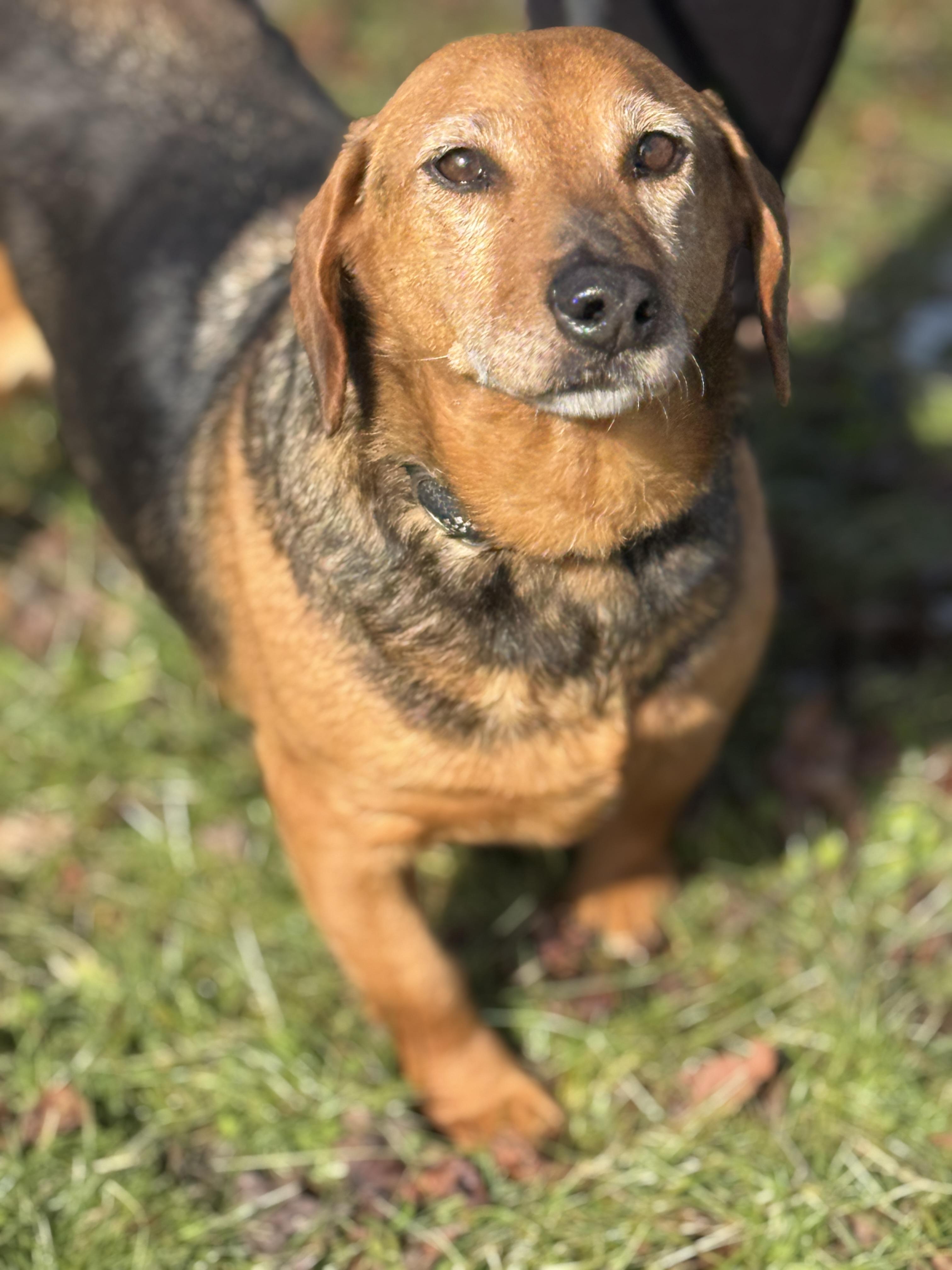 Enlarge Lucille, an adoptable mixed breed in Richmond, VA image 1/6
