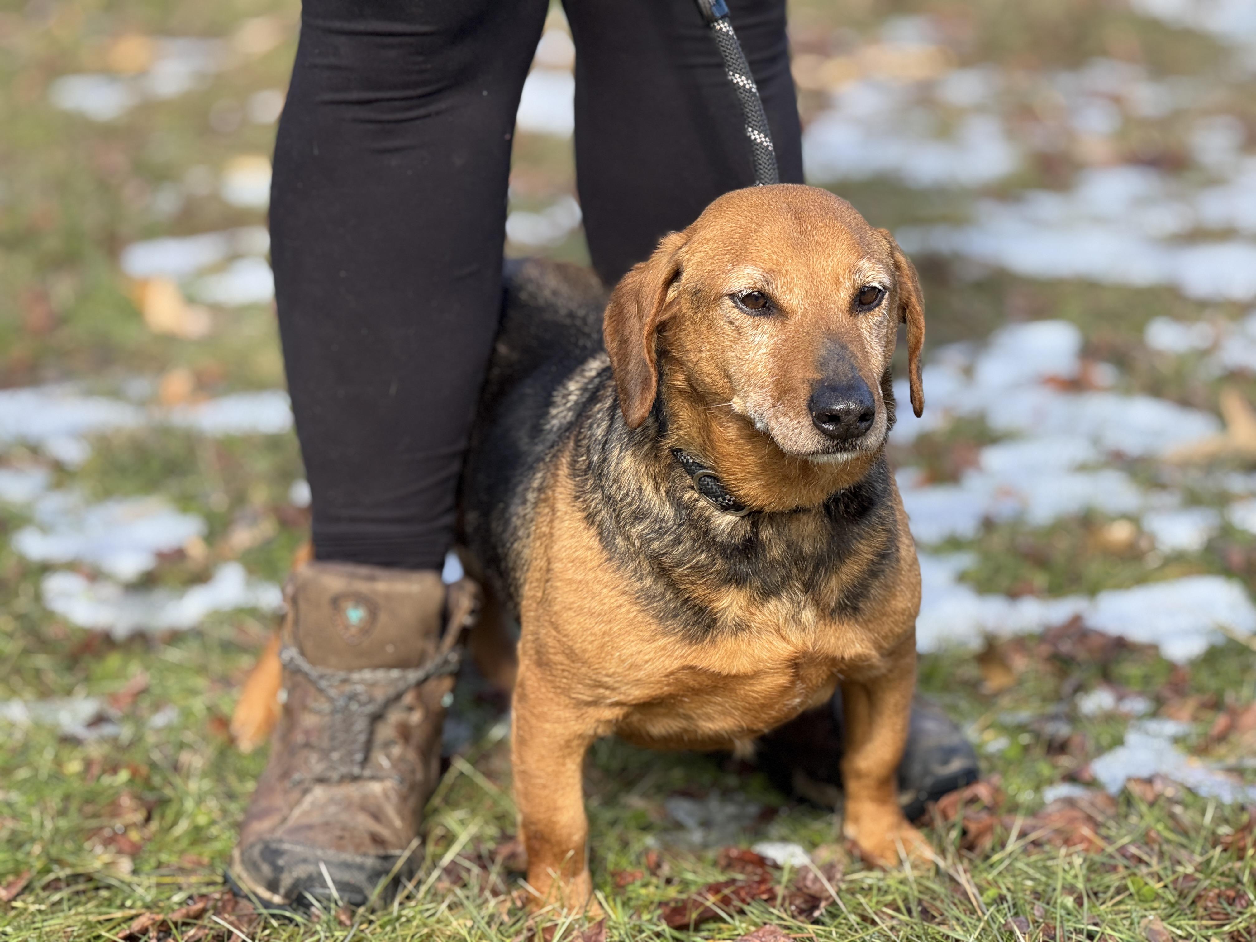 Enlarge Lucille, an adoptable mixed breed in Richmond, VA image 5/6