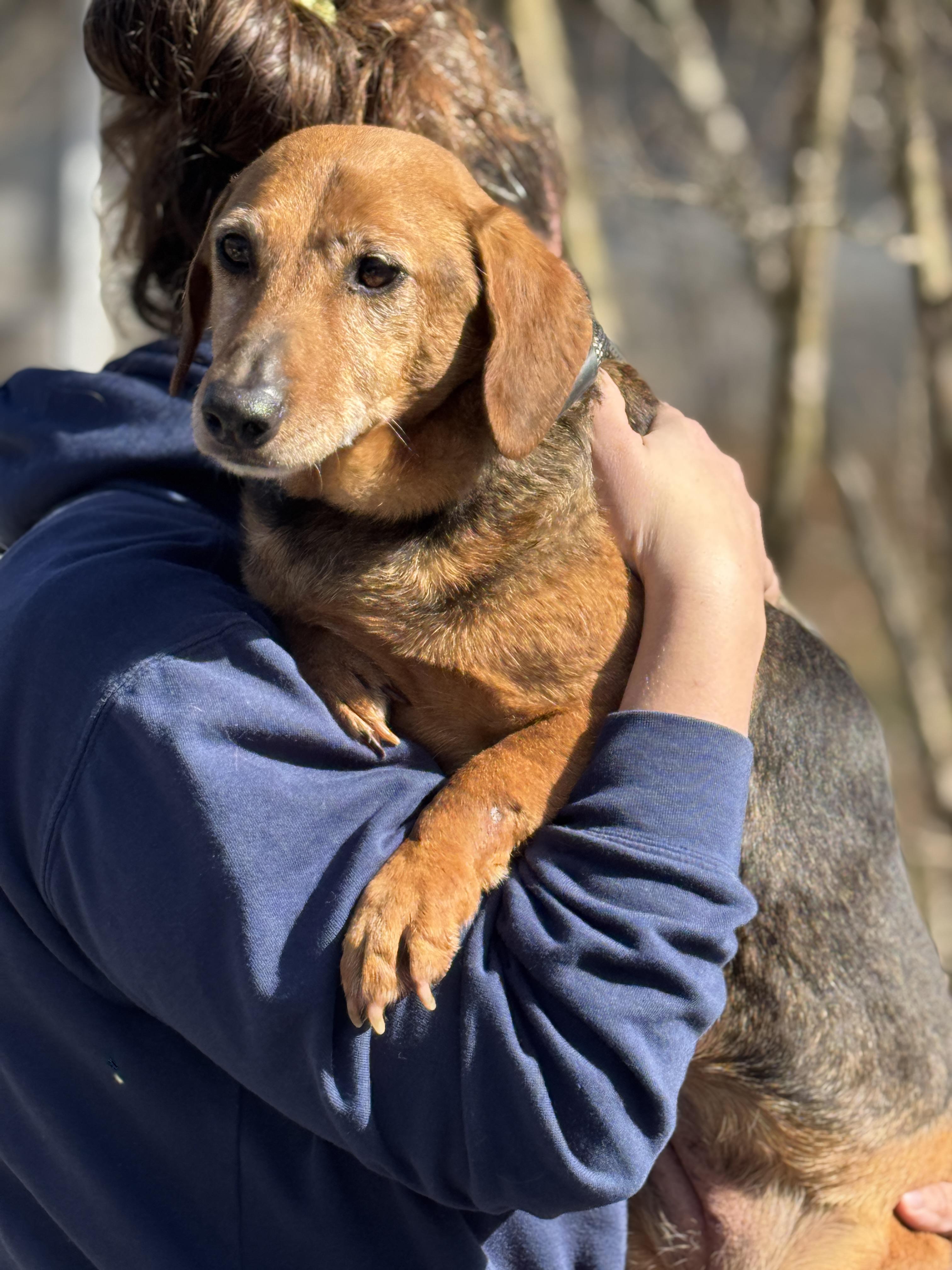 Enlarge Lucille, an adoptable mixed breed in Richmond, VA image 4/6