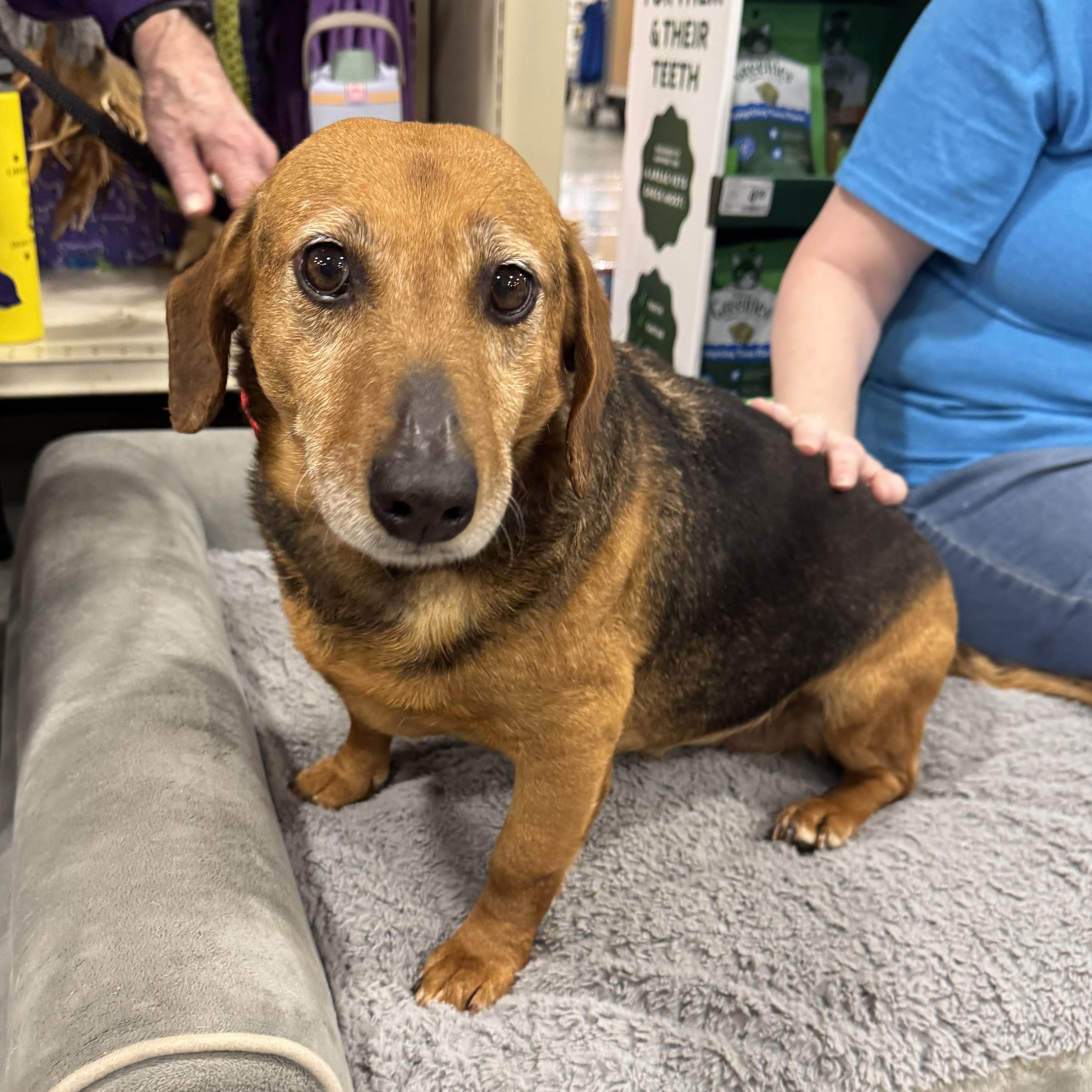 Enlarge Lucille, an adoptable mixed breed in Richmond, VA image 3/6