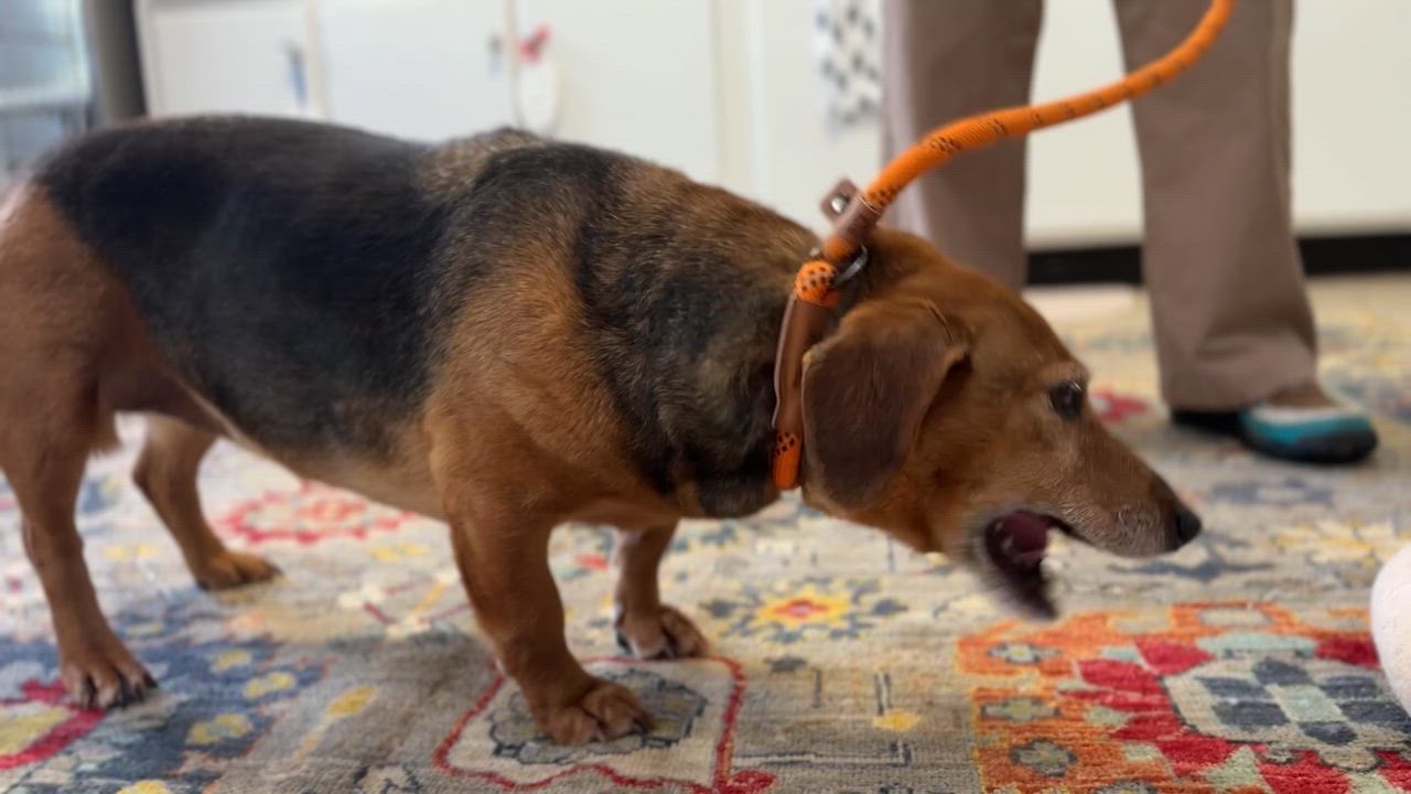 Enlarge Lucille, an adoptable mixed breed in Richmond, VA video 6/6