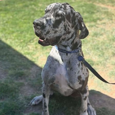 Emerald (Emmy), ADOPTABLE, Adult Female Great Dane.