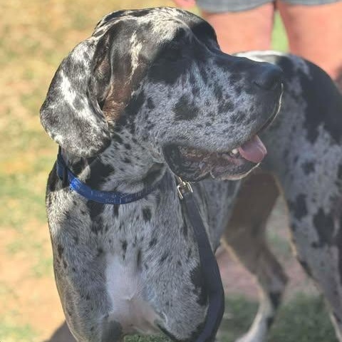 Enlarge Emerald (Emmy), a ADOPTABLE Great Dane in Mesa, AZ image 2/2
