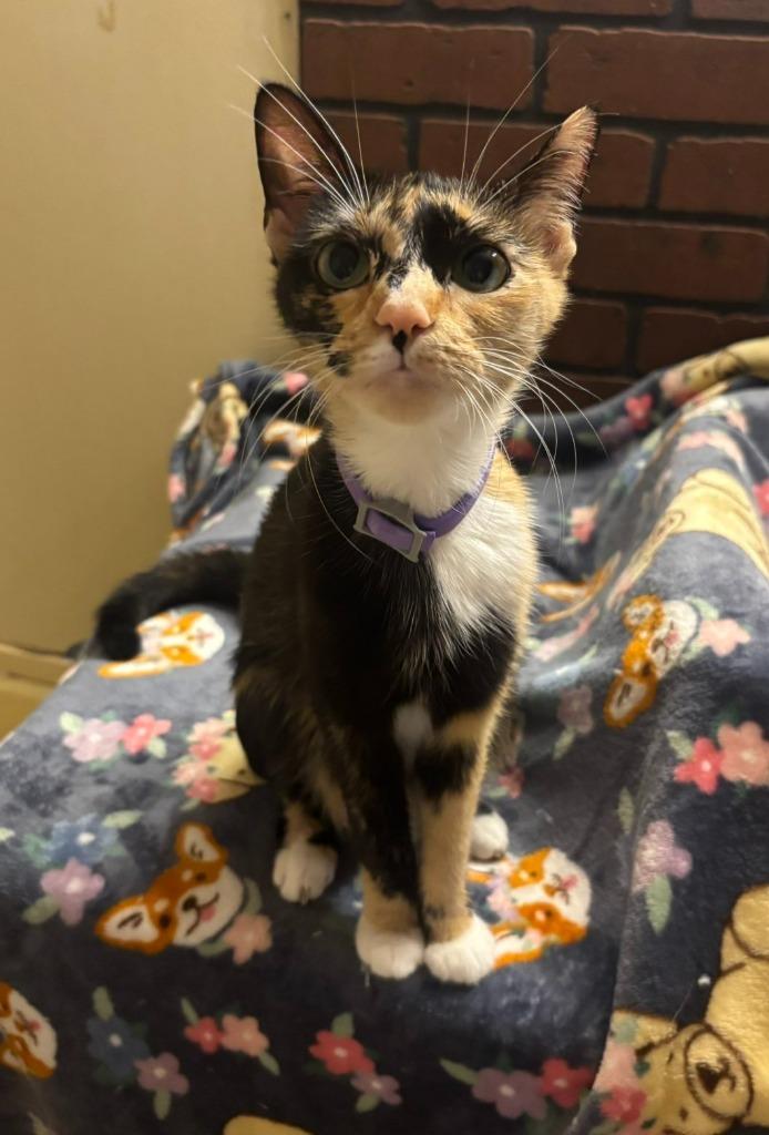 Tortellini, Adoptable, Young Female Domestic Short Hair.