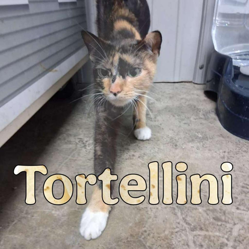 Enlarge Tortellini, a Adoptable Domestic Short Hair in Hillsboro, OH image 2/2