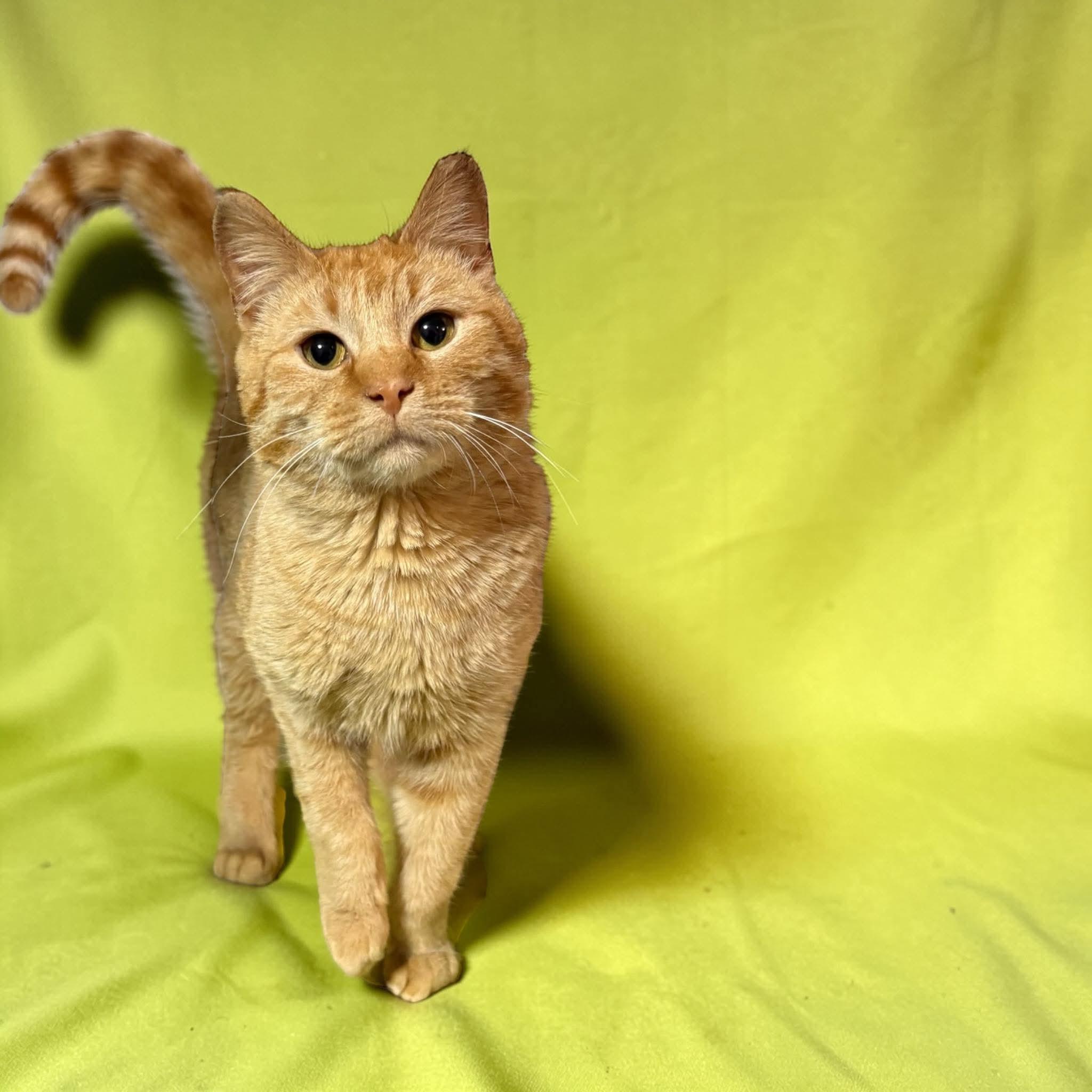 Sunshine, ADOPTABLE, Adult Male Domestic Short Hair.