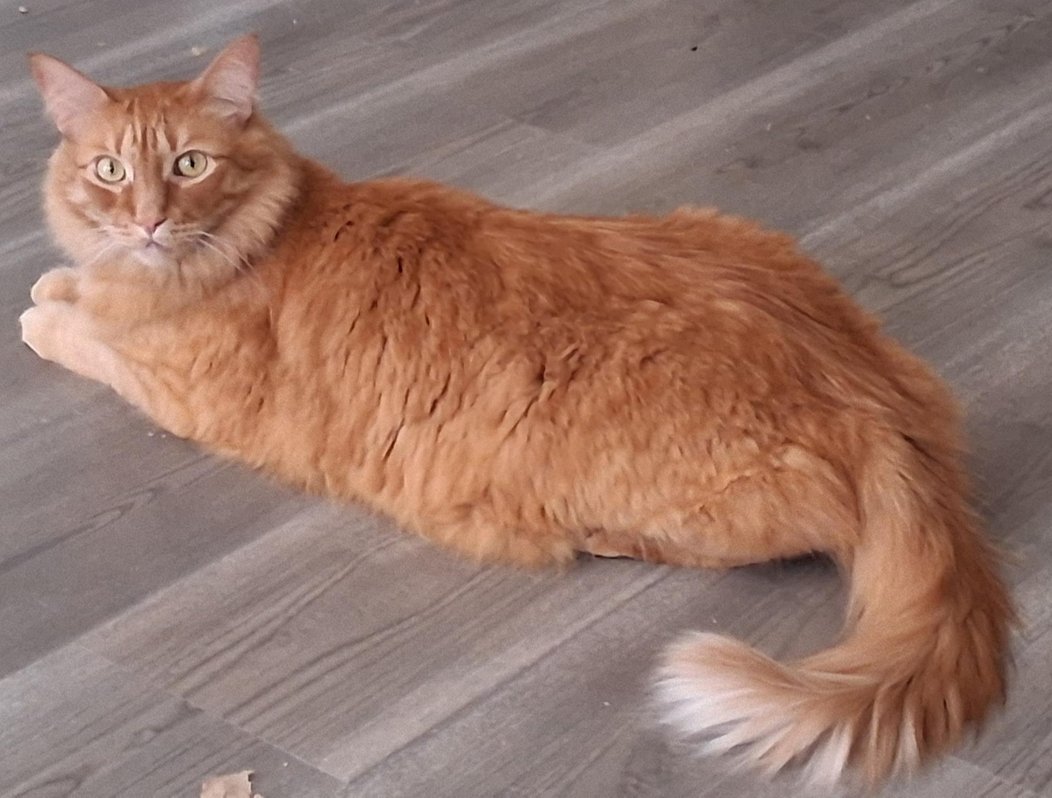 Jezebel, a Adoptable Domestic Long Hair in Bothell, WA image 4/5