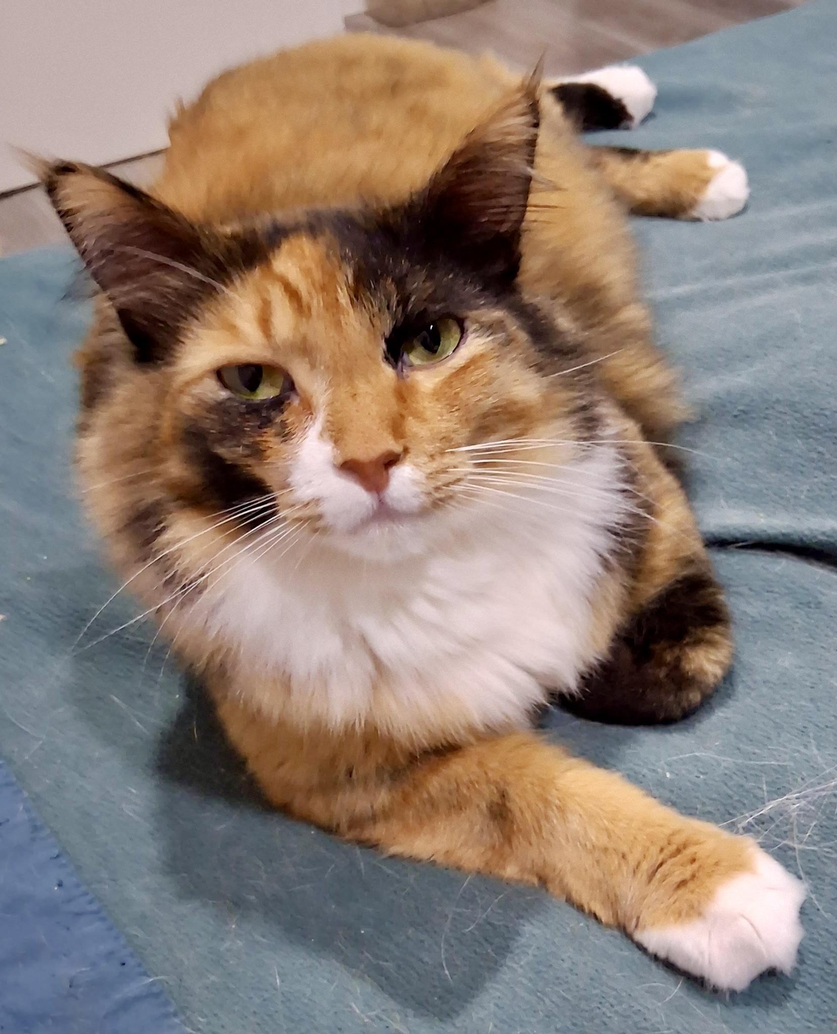 Jezebel, a Adoptable Domestic Long Hair in Bothell, WA image 1/5