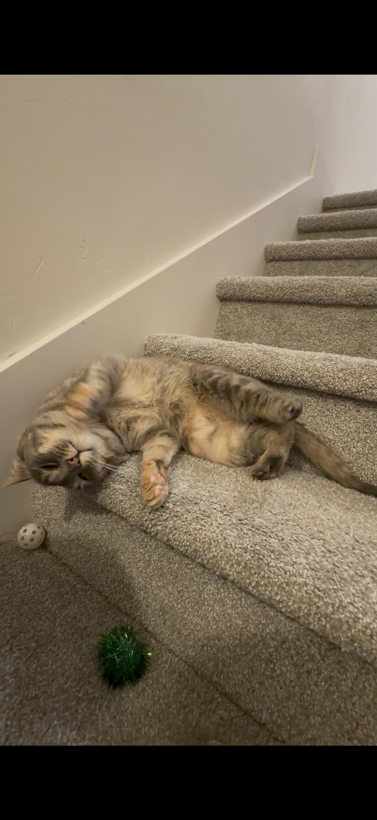 Enlarge Smokey and Charcoal, a Adoptable mixed breed in Midvale, UT image 6/6