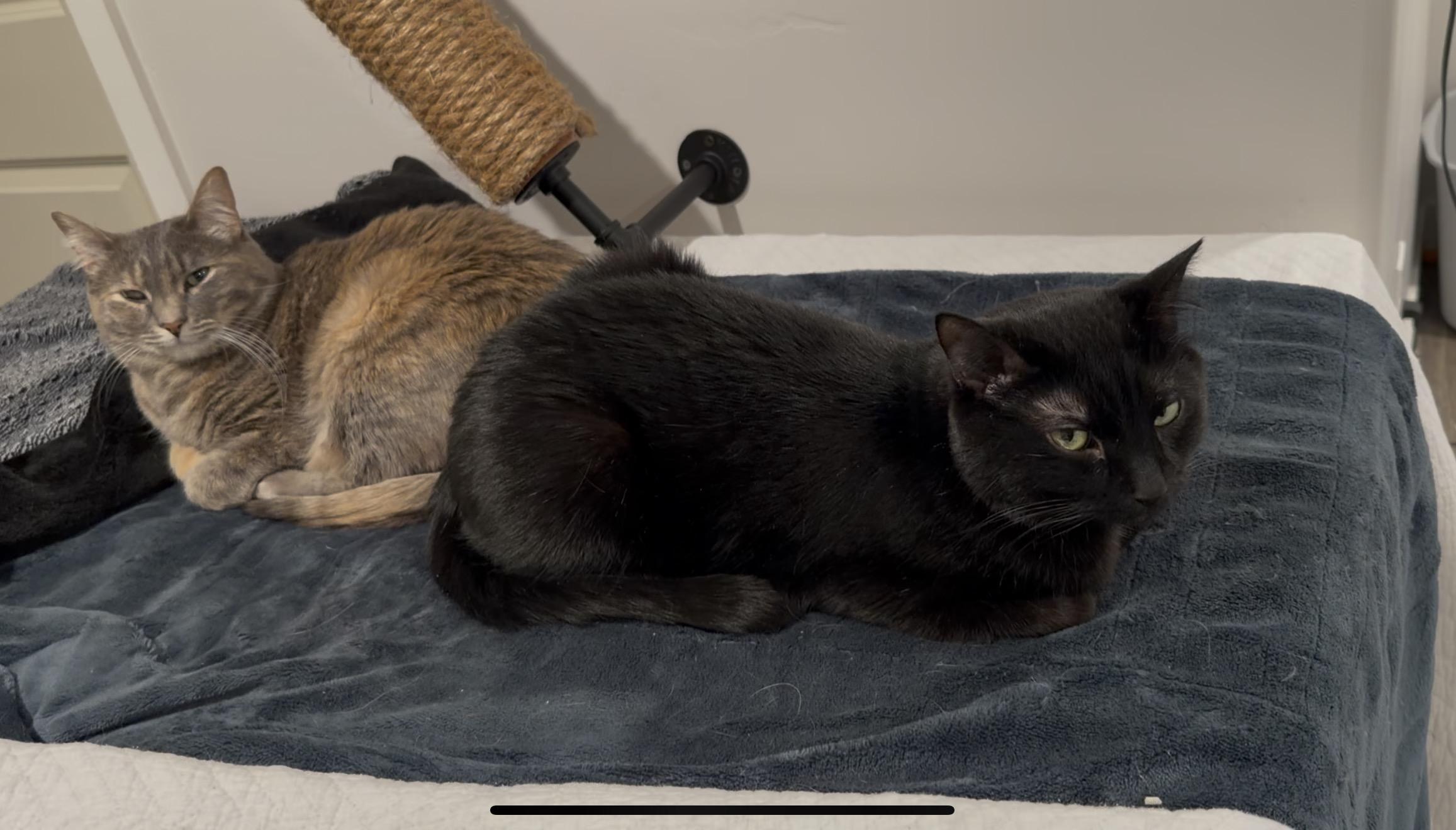 Smokey and Charcoal, Adoptable, Adult Male Domestic Short Hair & Dilute Tortoiseshell.