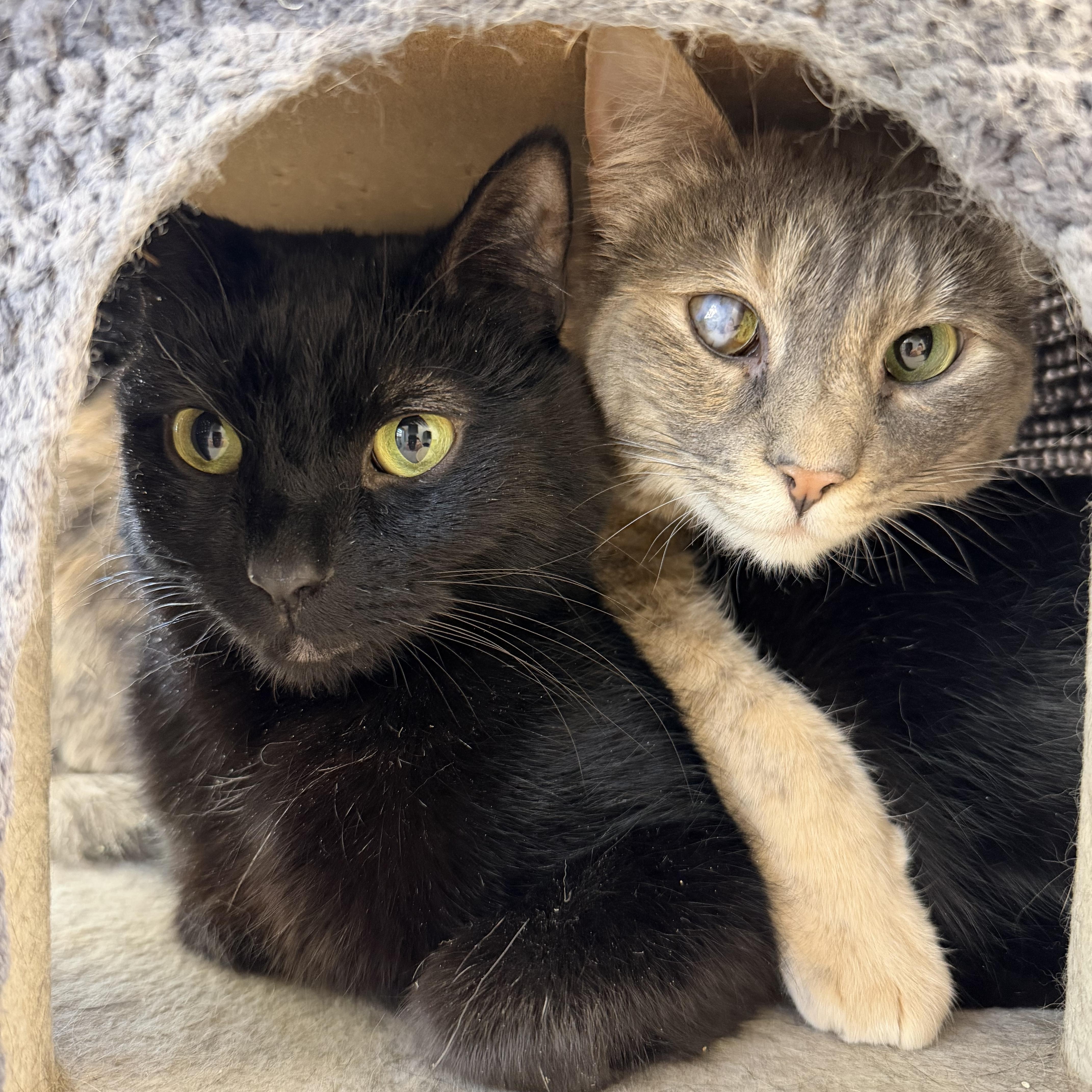 Enlarge Smokey and Charcoal, a Adoptable mixed breed in Midvale, UT image 1/6