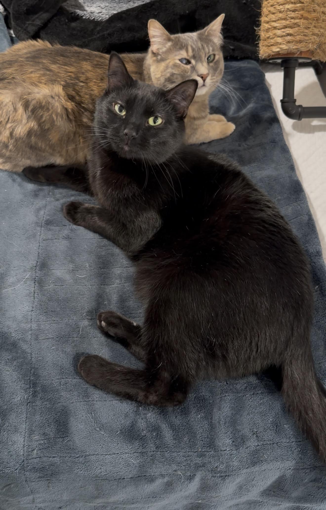 Smokey and Charcoal, Adoptable, Adult Male Domestic Short Hair & Dilute Tortoiseshell.
