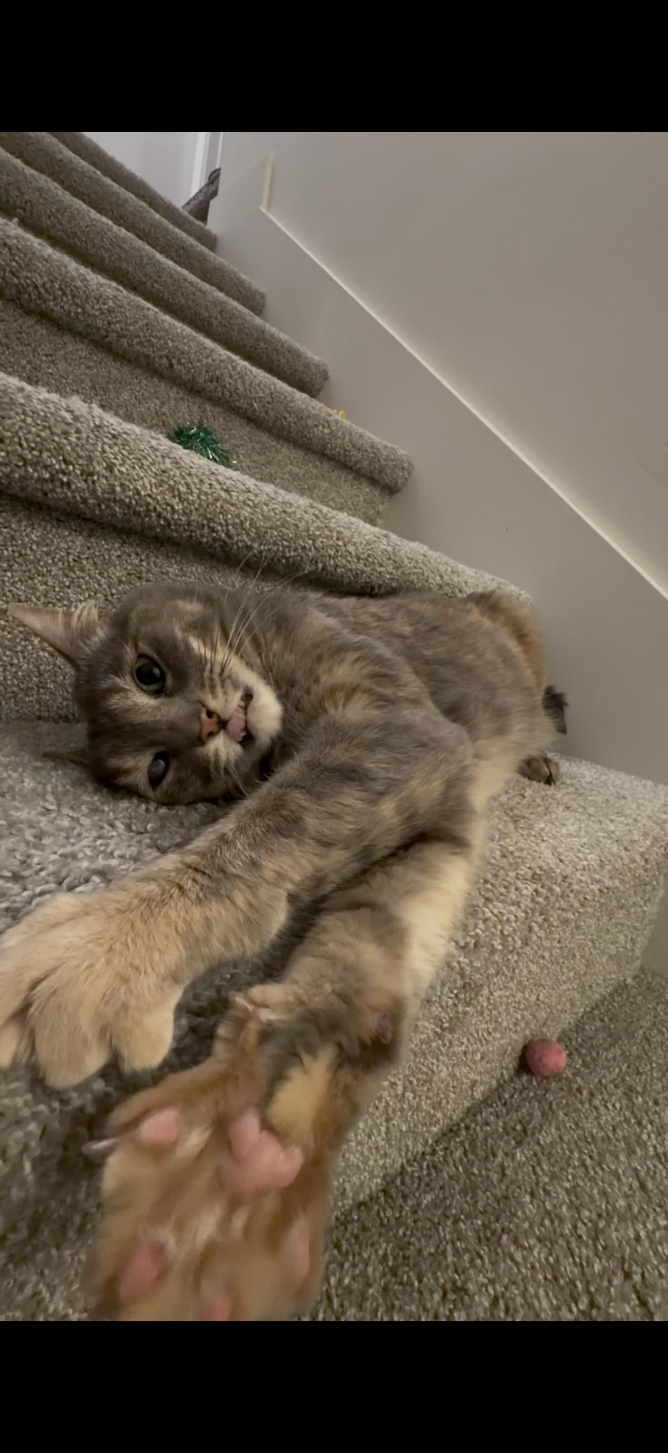 Enlarge Smokey and Charcoal, a Adoptable mixed breed in Midvale, UT image 3/6