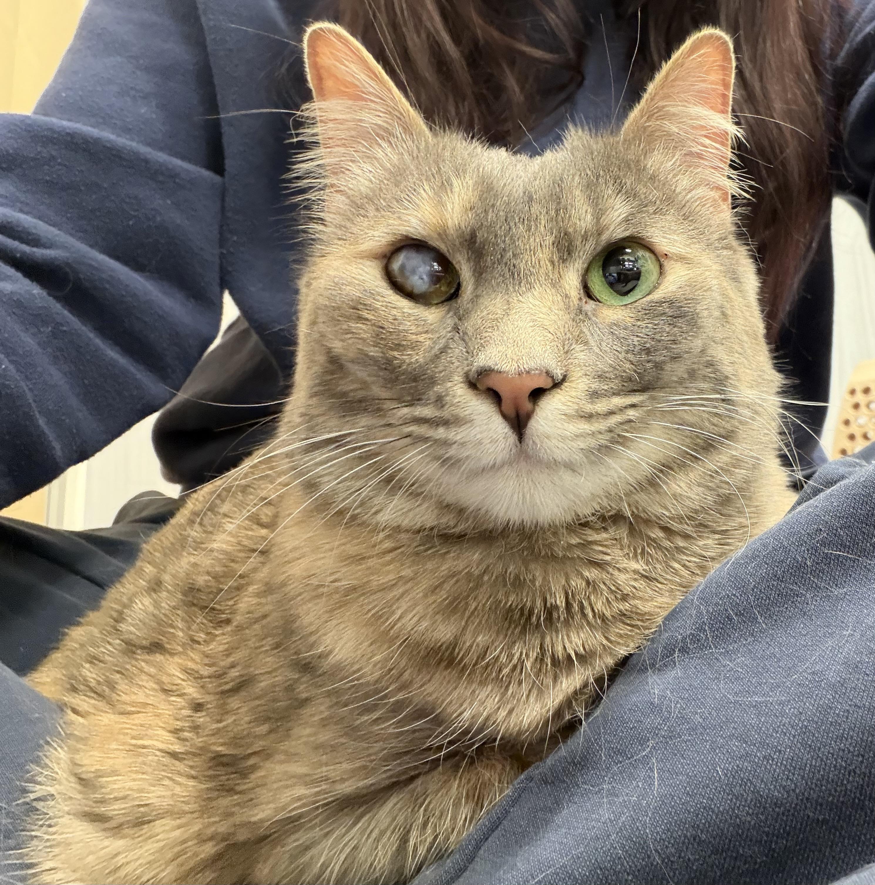 Enlarge Smokey and Charcoal, a Adoptable mixed breed in Midvale, UT image 6/6