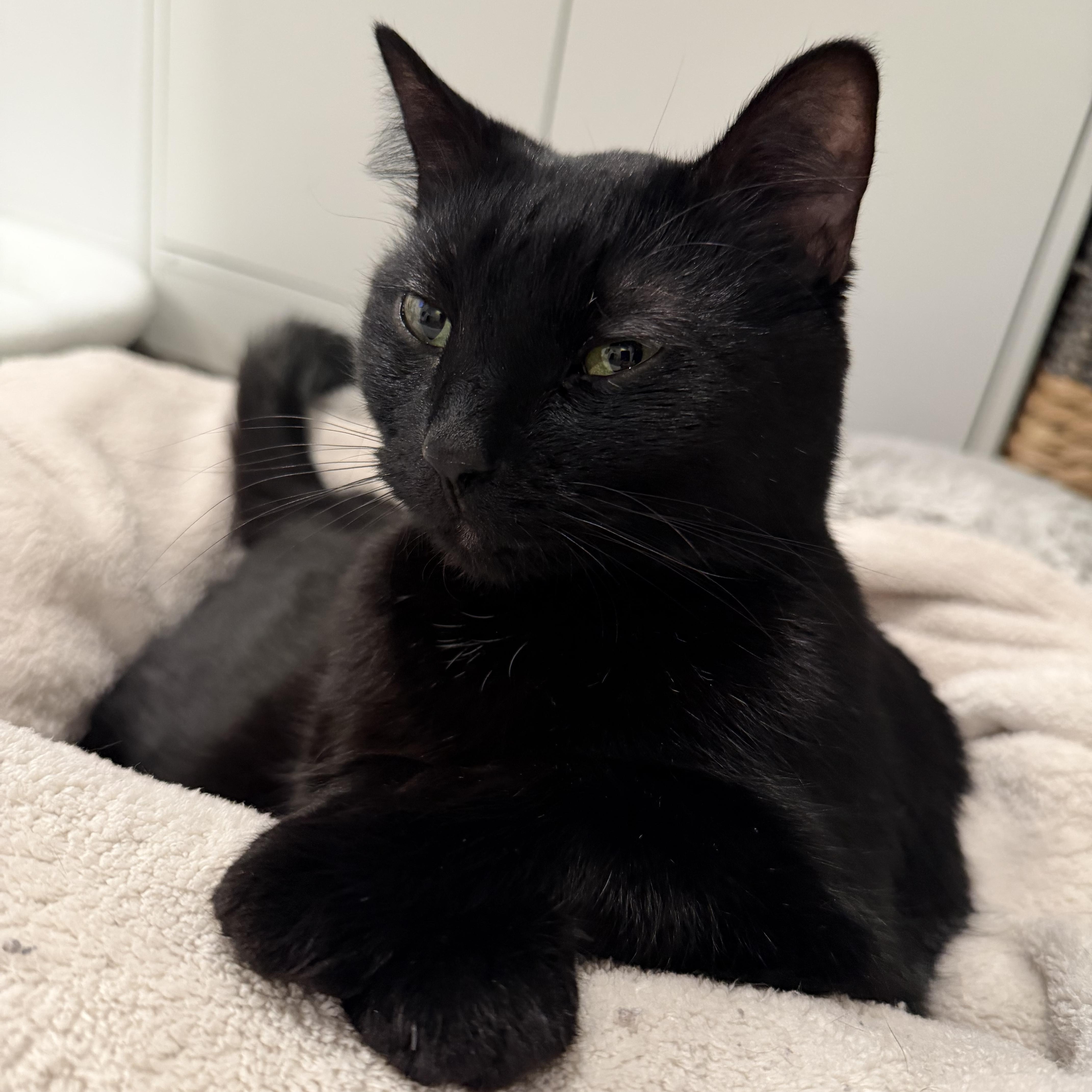 Enlarge Smokey and Charcoal, a Adoptable mixed breed in Midvale, UT image 2/6