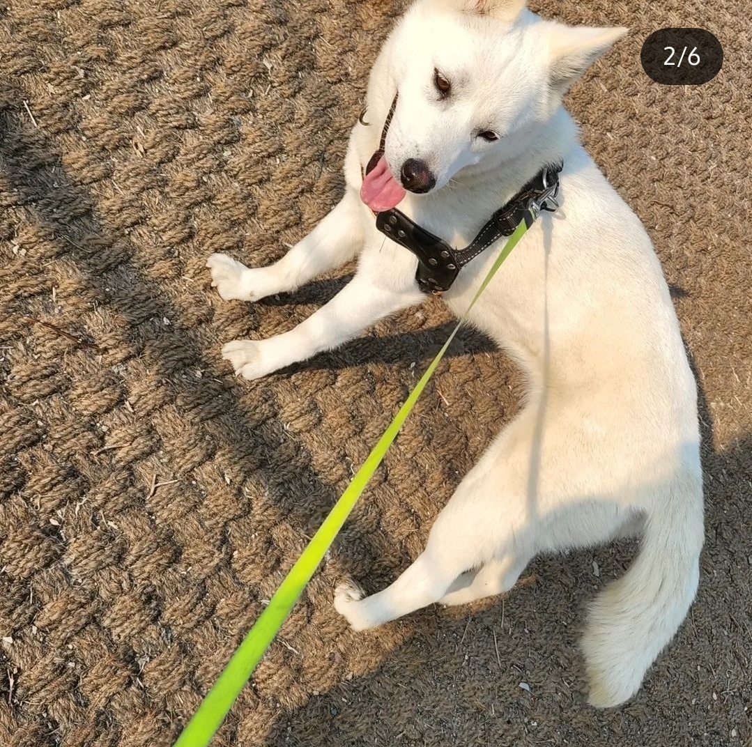 Roy, an adoptable Jindo in Ithaca, NY, 14850 | Photo Image 4