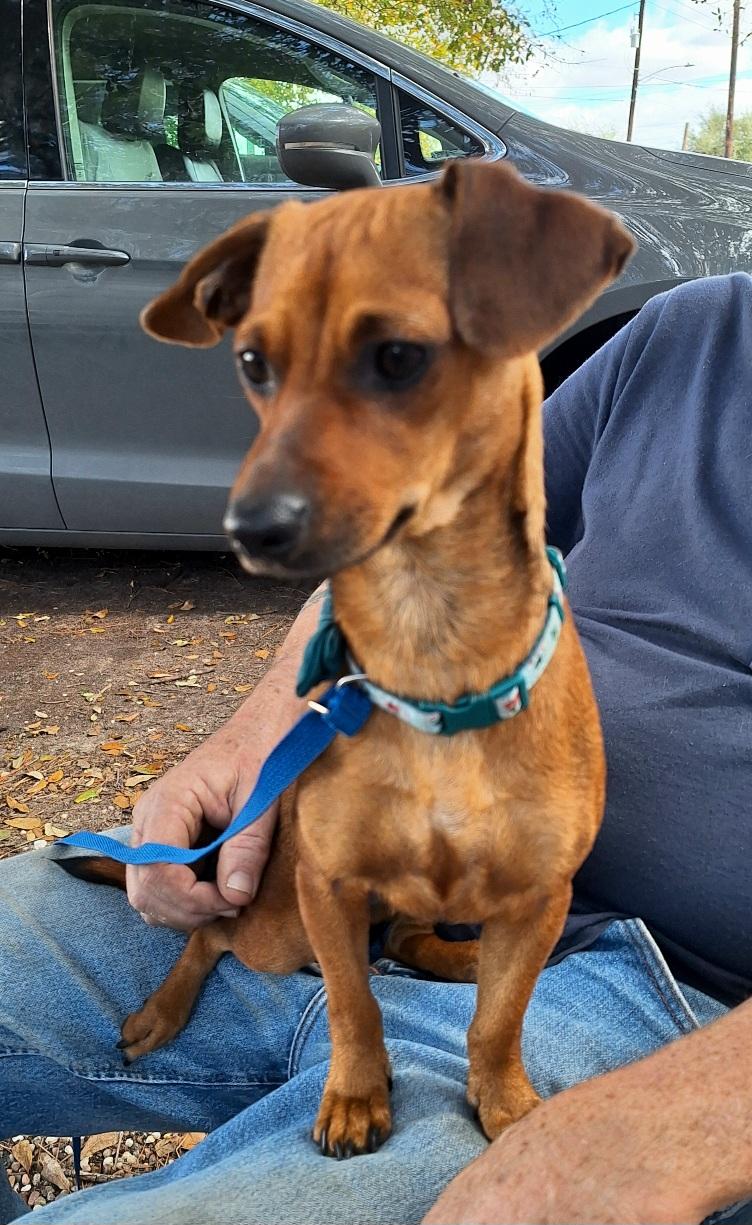 Enlarge Elonna WV14224-T , an adoptable mixed breed in Woodinville, WA image 2/6