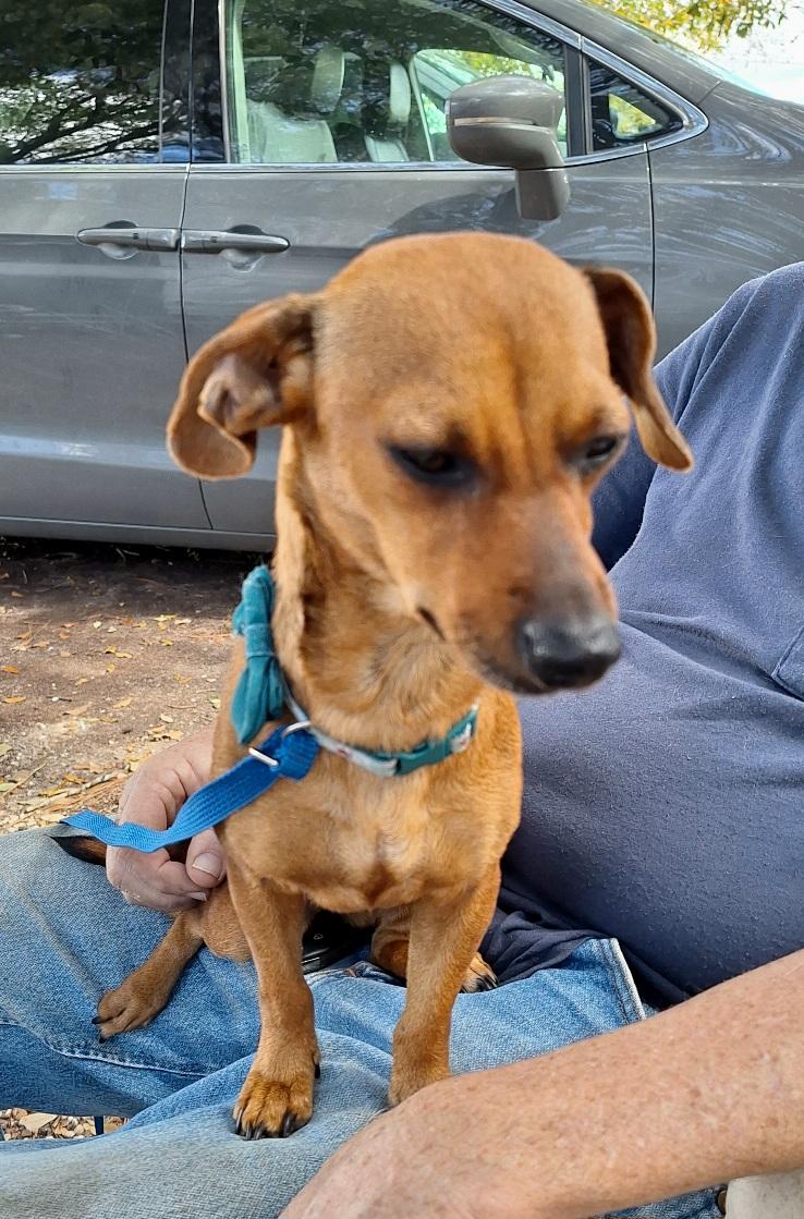 Enlarge Elonna WV14224-T , an adoptable mixed breed in Woodinville, WA image 5/6