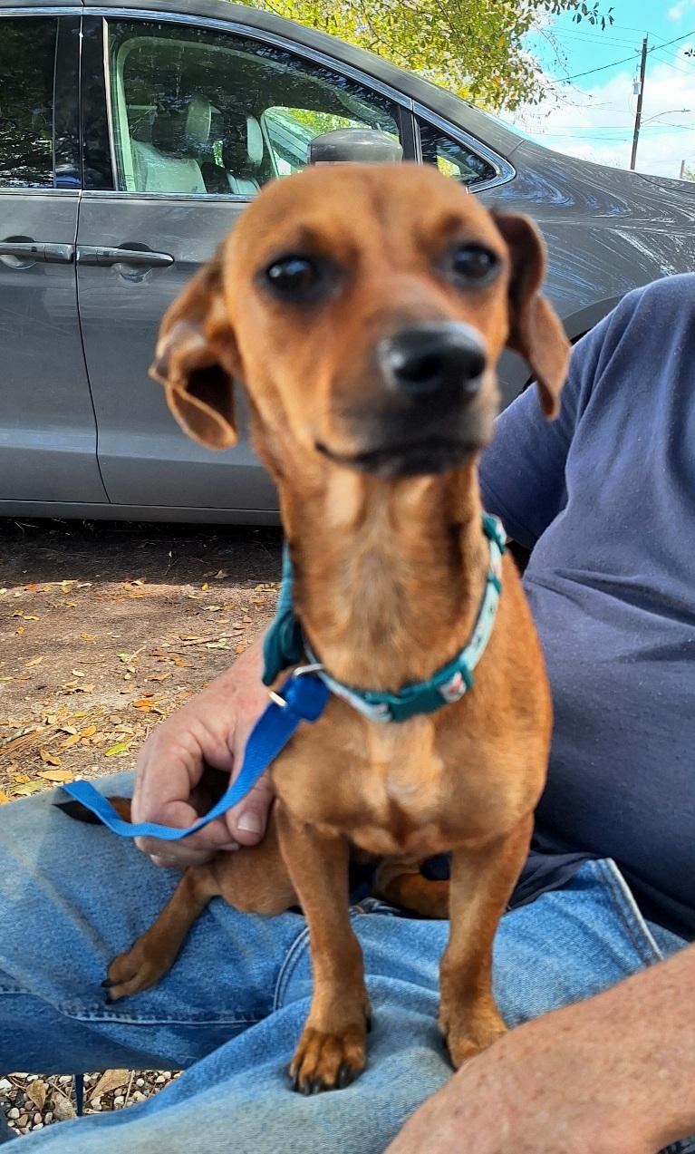 Elonna WV14224-T , adoptable, Young Female Dachshund & Chihuahua.