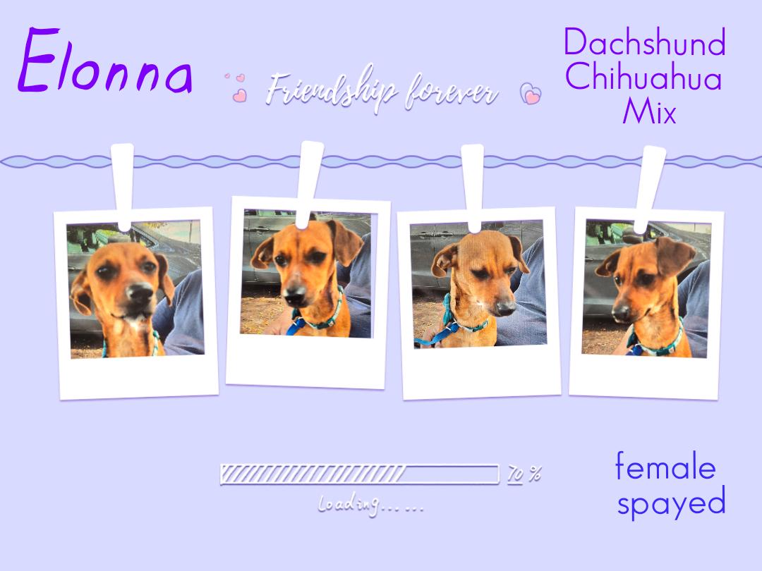 Enlarge Elonna WV14224-T , an adoptable mixed breed in Woodinville, WA image 6/6