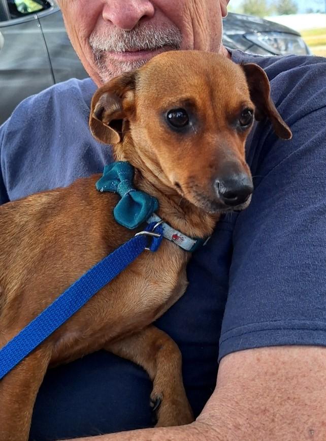 Enlarge Elonna WV14224-T , an adoptable mixed breed in Woodinville, WA image 4/6