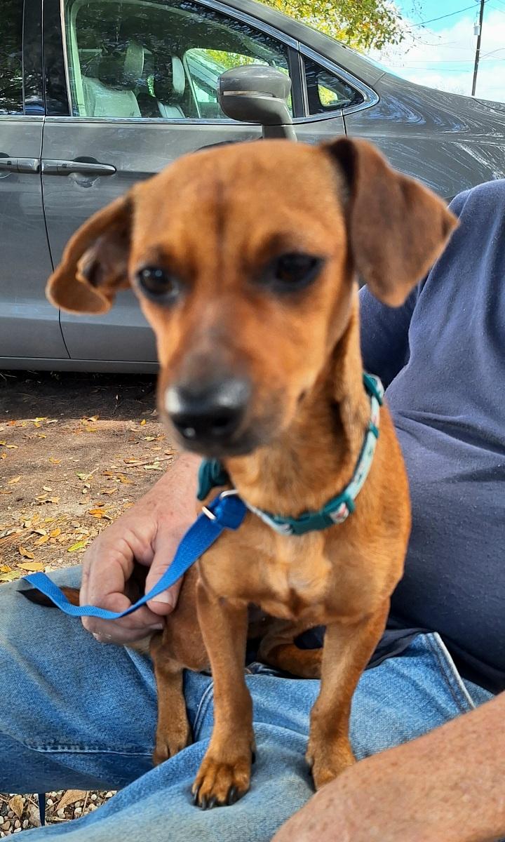 Enlarge Elonna WV14224-T , an adoptable mixed breed in Woodinville, WA image 3/6