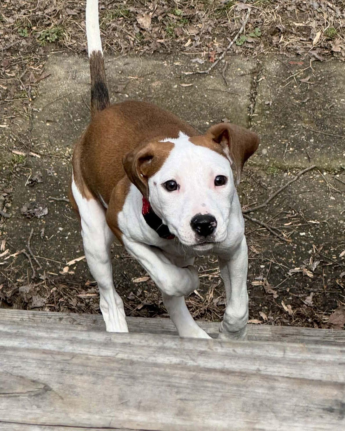 Janey, Adoptable, Puppy Female Pit Bull Terrier & Hound.