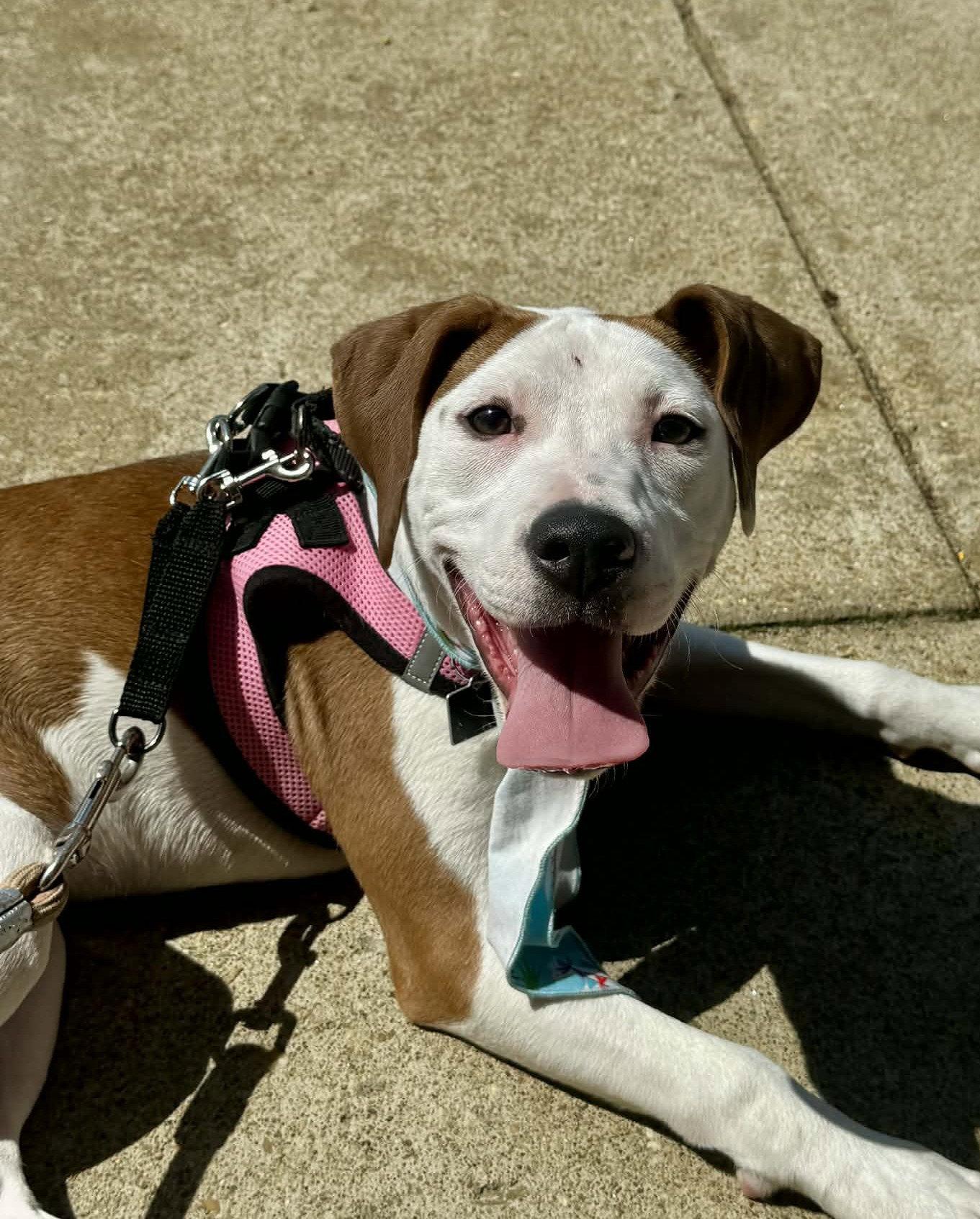 Janey, Adoptable, Young Female Pit Bull Terrier & Hound.