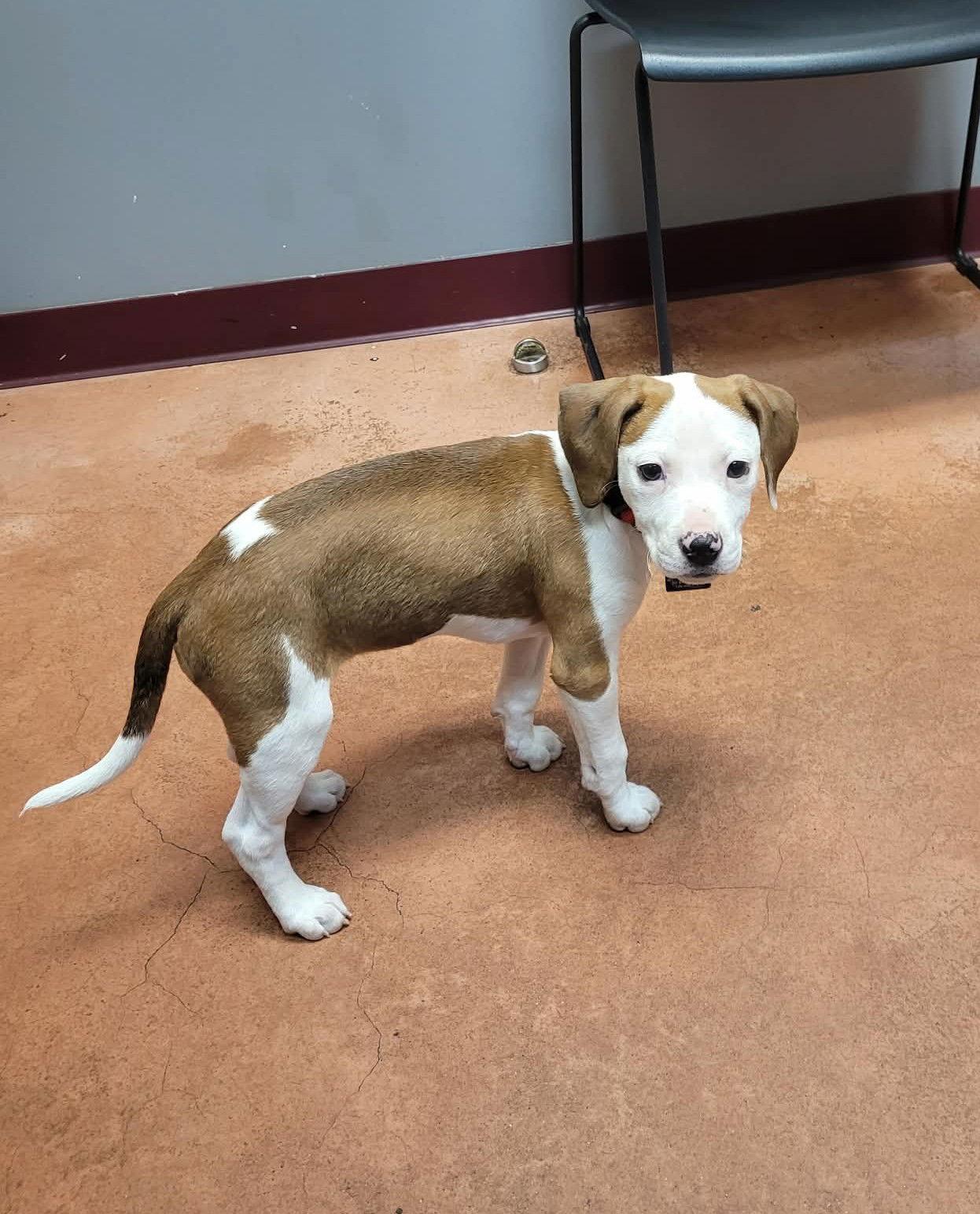 Enlarge Janey, a Adoptable mixed breed in Spotsylvania, VA image 1/3