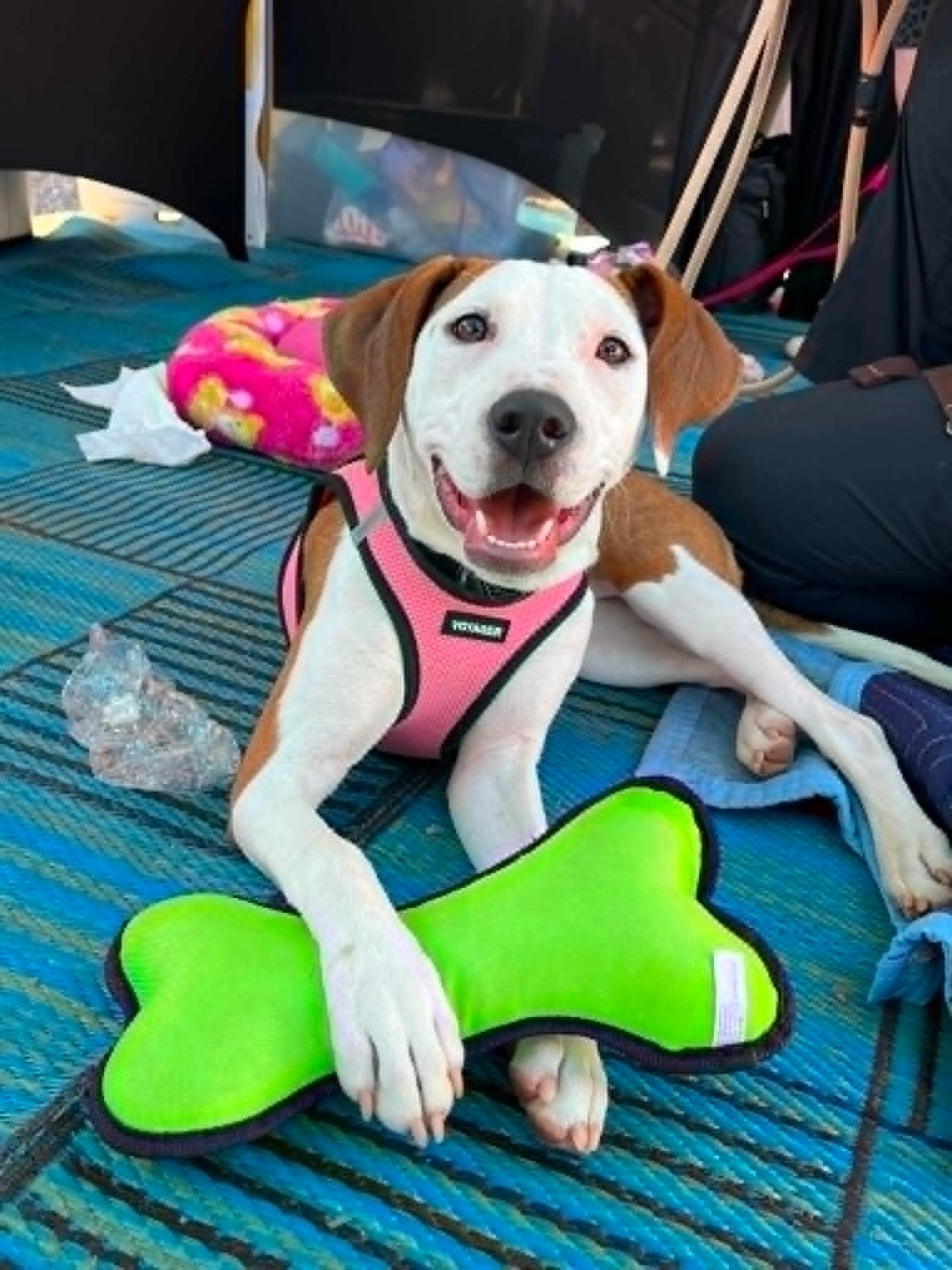 Janey, Adoptable, Young Female Hound.