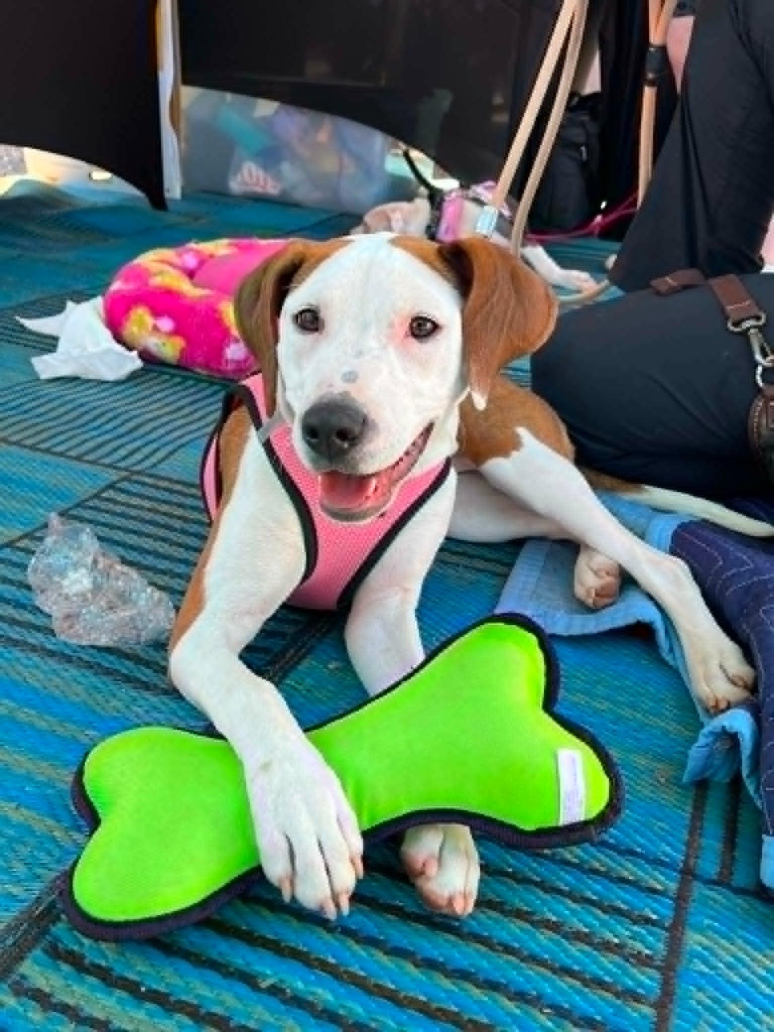 Janey, a Adoptable Hound in Spotsylvania, VA image 2/3