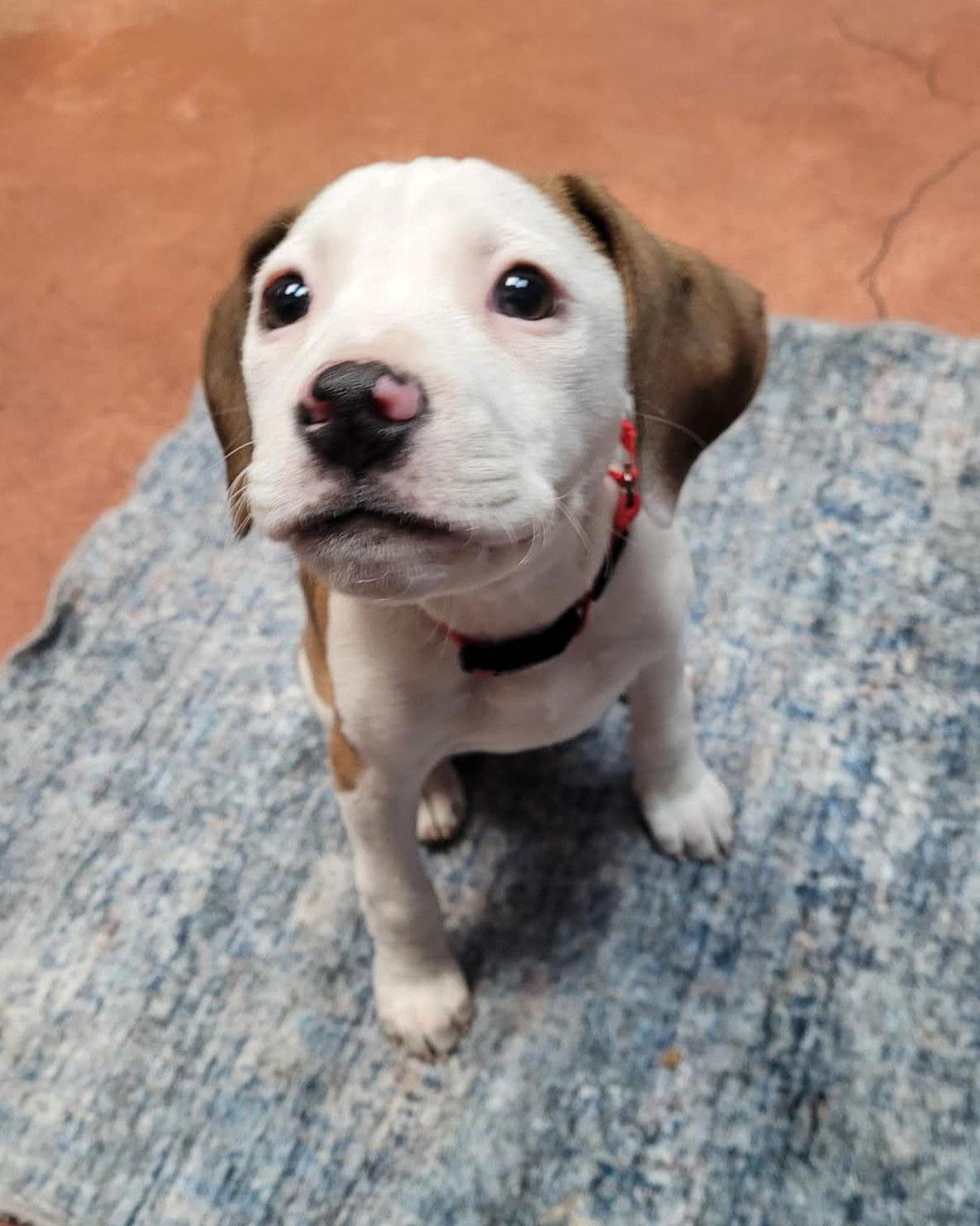 Enlarge Janey, a Adoptable mixed breed in Spotsylvania, VA image 2/3