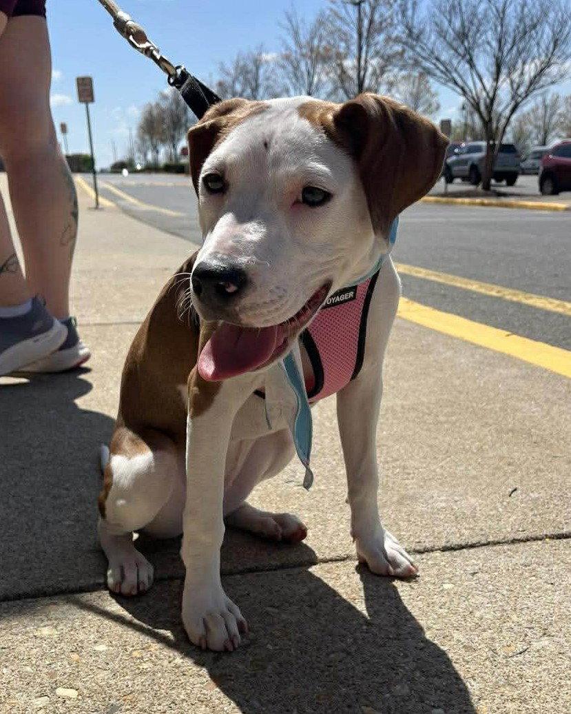 Enlarge Janey, a Adoptable mixed breed in Spotsylvania, VA image 2/3