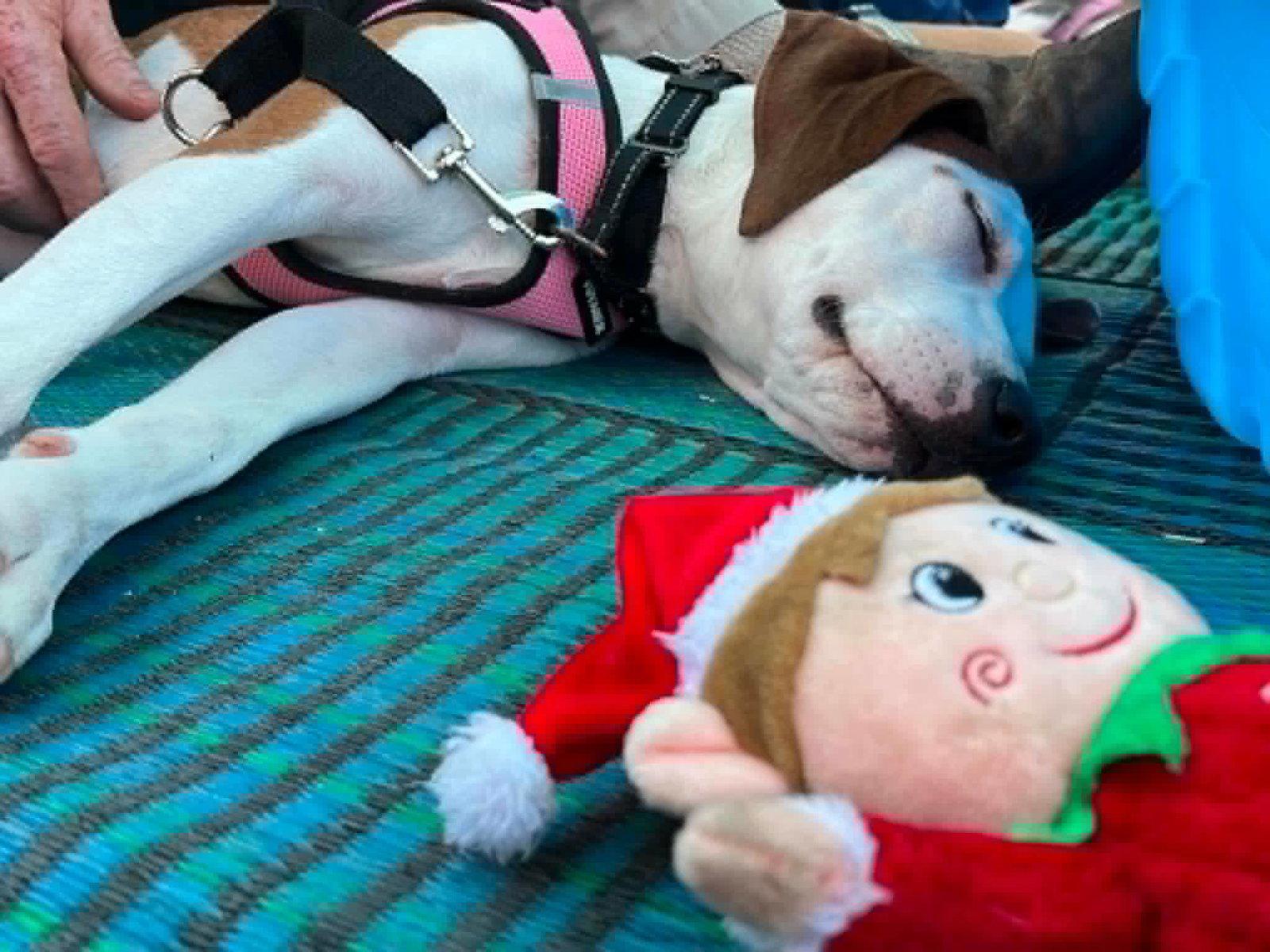 Janey, a Adoptable Hound in Spotsylvania, VA image 3/3