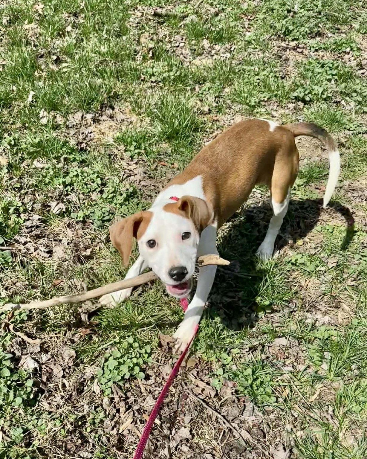 Enlarge Janey, a Adoptable mixed breed in Spotsylvania, VA image 2/3