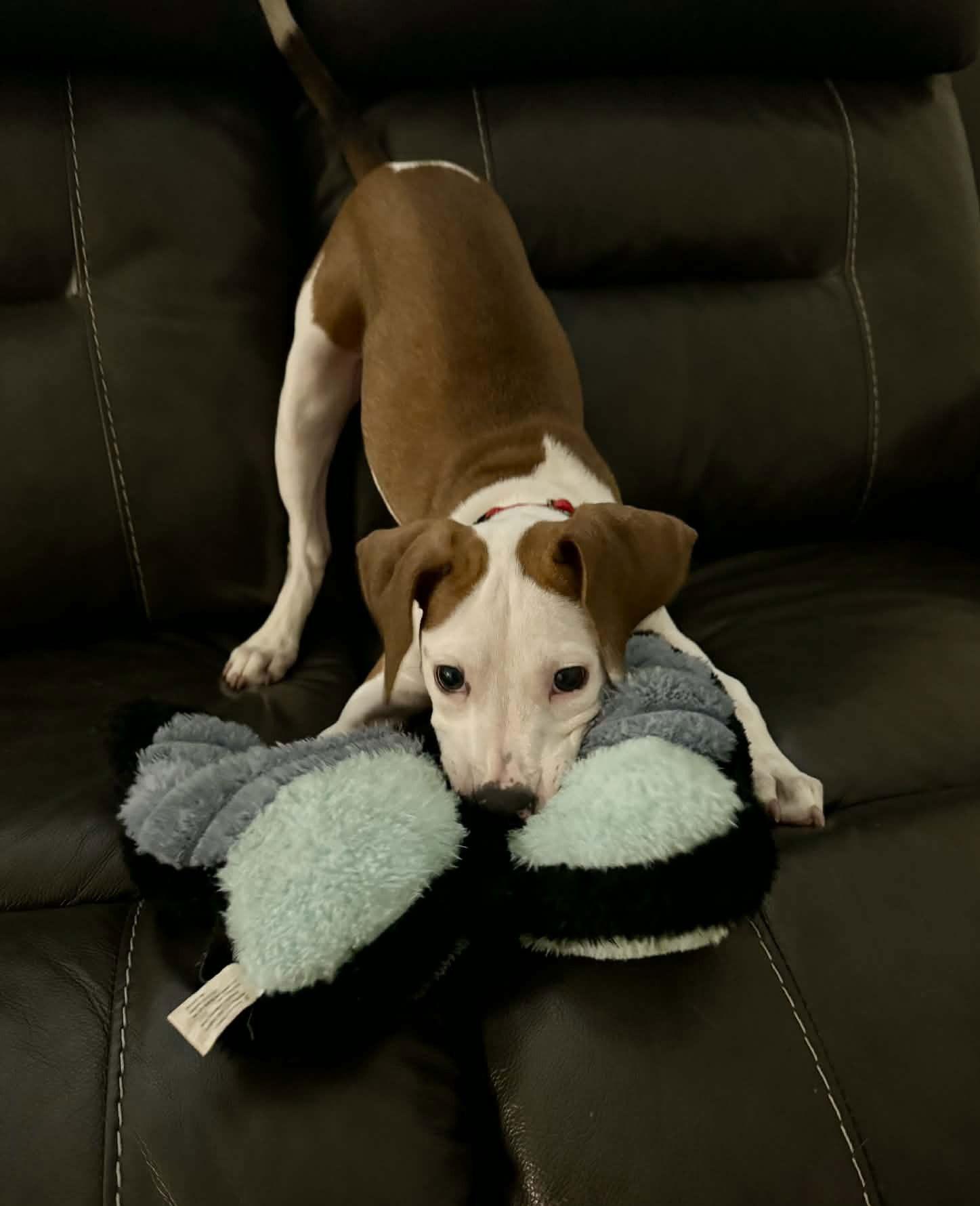 Enlarge Janey, a Adoptable mixed breed in Spotsylvania, VA image 3/3