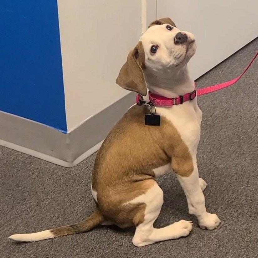 Enlarge Janey, a Adoptable mixed breed in Spotsylvania, VA image 3/3