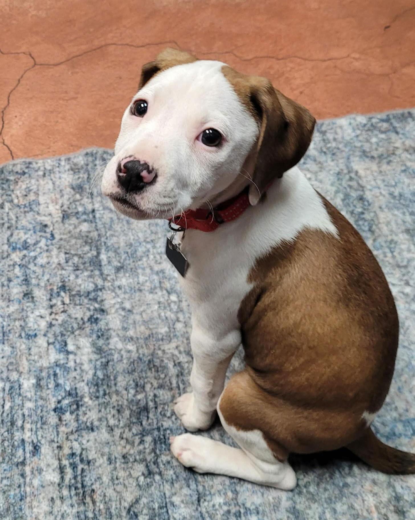 Enlarge Janey, a Adoptable mixed breed in Spotsylvania, VA image 3/3