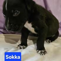 Sokka