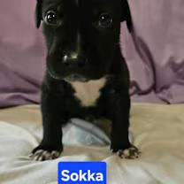 Sokka