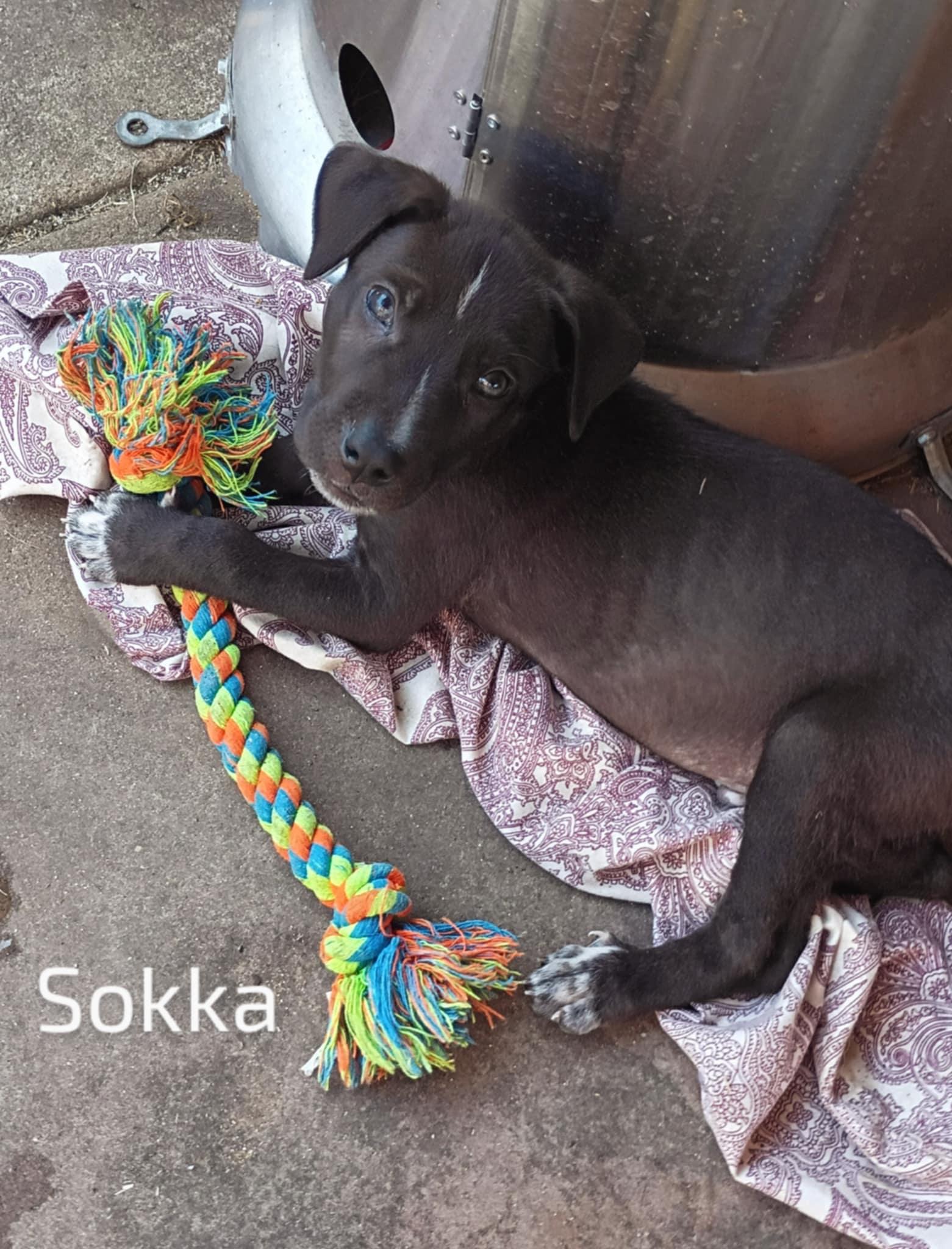 Sokka